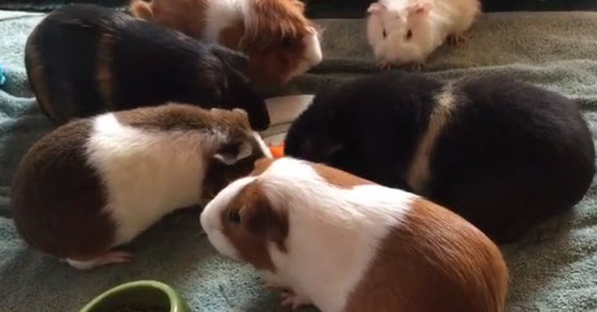 Switzerland Makes It Illegal To Own Just One Guinea Pig Because They